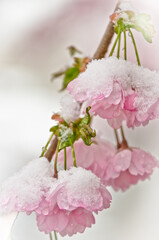 A branch of a japanese flowering cherry tree with light pastel pink blossoms with white snow