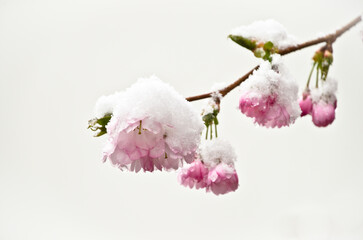 A branch of a japanese flowering cherry tree with light pastel pink blossoms with white snow
