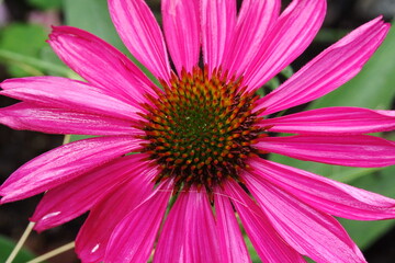 Obraz premium Echinacea
