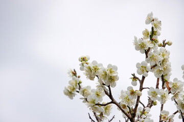 Spring flower plum,A blooming plum flower