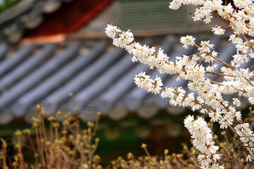Spring flower plum,A blooming plum flower