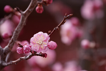 Spring flower plum,A blooming plum flower