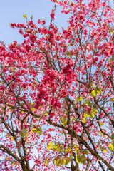flowers, cherry tree, curitiba street nature