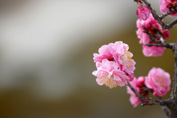 Spring flower plum,A blooming plum flower