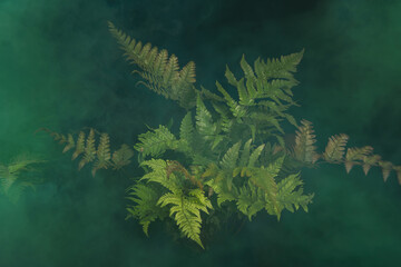 beautiful fern on a black background