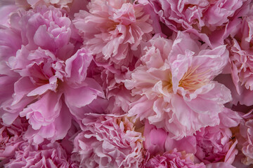 beautiful pink peony flower background