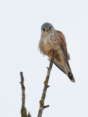 Turmfalke