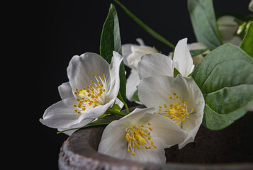 blossoming jasmine flowers on a black background