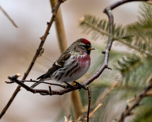Red poll Photo and Image.  Close-up profile view, perched on a branch with blur background in its environment and habitat surrounding.