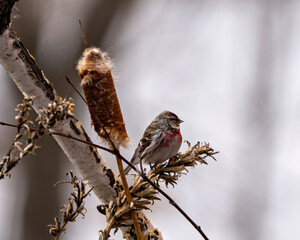 Red poll Photo and Image. Close-up profile view, perched on a foliage and cattail with blur background in its environment and habitat surrounding.