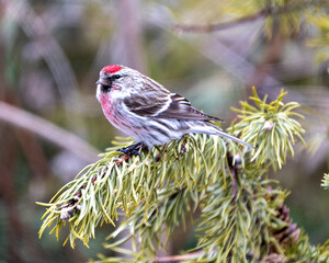 Red poll Photo and Image. Close-up profile view, perched on a coniferous branch with blur forest background in its environment and habitat surrounding. Finch Photo and Image.