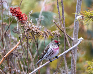 Red poll Photo and Image. Close-up profile view, perched on a branch with blur background in its environment and habitat surrounding.