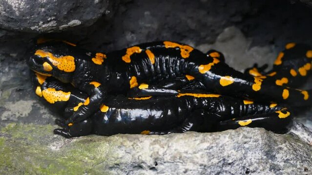 Fire salamander (Salamandra salamandra), three salamanders under a rock