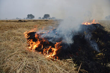 A wide-angle shot of stubble burning after harvest and against the background of the setting sun,...