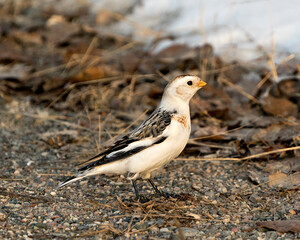 Snow bunting Photo Stock. close-up, foraging for food with a blur brown leaves background and enjoying its environment and habitat. Image. Picture. Portrait.