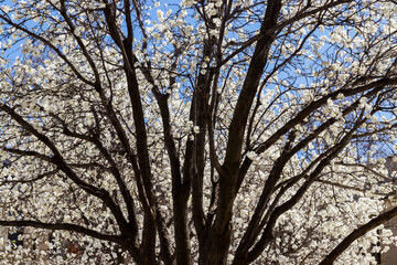 A Bradford tree full of flowers