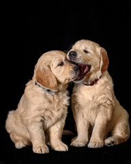 play, playful, look, dogs, lovely, tiny, adorable, sweet, cute, friendship, mammal, many, funny, doggy, pedigree, baby, ears, labradors, puppies, face, eyes, studio, gold, lab, yellow, seated, golden 