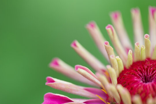 close up Bl&uuml;te