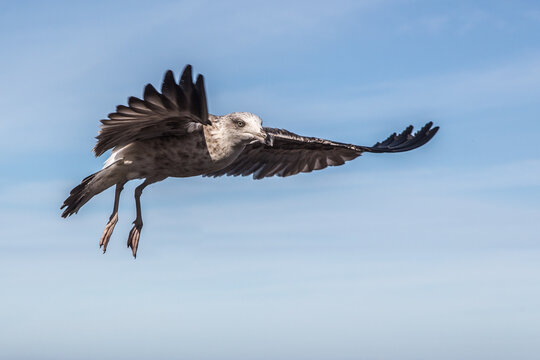 fliegende M&ouml;we in Marokko
