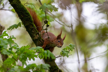Eichhörnchen
