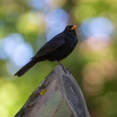 Amsel im Gegenlicht
