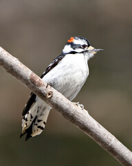 Woodpecker Photo and Image. Male perched on a branch with a blur background in its environment and habitat surrounding displaying white and black feather plumage wings.