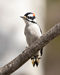 Woodpecker Photo and Image. Male perched on a branch with a blur background in its environment and habitat surrounding displaying white and black feather plumage wings.