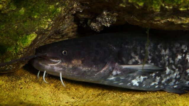 Wels catfish (Silurus glanis), young wels under a rock with fish casting shadows