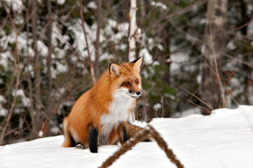 Red Fox stock photos. Red fox close-up profile view in the winter season in its environment and habitat with blur forest  background displaying bushy fox tail, fur. Fox Image. Picture. Portrait