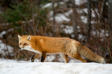 Red Fox Photo Stock. Fox Image. Close-up profile view foraging in the winter season with blur background and enjoying its environment and habitat.