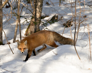 Red Fox Stock Photo. Fox close-up looking at camera in the winter season in its environment and habitat with snow forest background displaying side view, bushy fox tail, fur. Fox Image. Picture. 