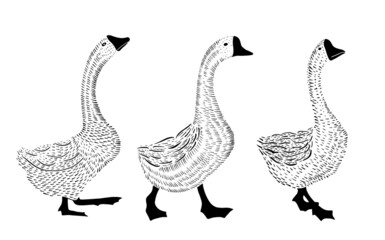 Fototapeta na wymiar Geese in the graphics line bitmap with a stroke.Vector graphics