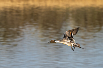 Fototapeta premium Male Northern Pintail (Anas acuta) in Flight
