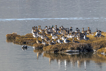 Male and Female Northern Pintails (Anas acuta)