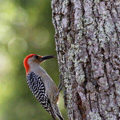 A red headed woodpecker working on an oak tree trunk.