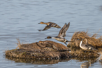 Male and Female Northern Pintails (Anas acuta)