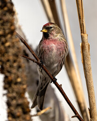 Red poll Photo and Image. Close-up profile view, perched on a spruce branch tree with blur background in its environment and habitat surrounding.