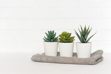 Three potted succulents standing on the table on a white background