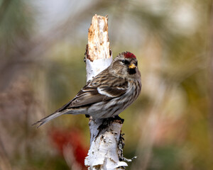Red poll Photo and Image. Close-up profile view, perched on a coniferous branch with blur forest background in its environment and habitat surrounding. Finch Photo and Image.