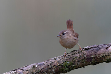 Wren Troglodytes troglodytes perching on a branch