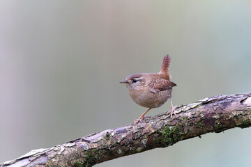 Wren Troglodytes troglodytes perching on a branch