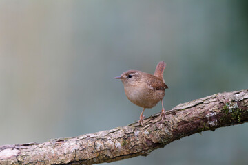 Wren Troglodytes troglodytes perching on a branch