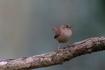 Wren Troglodytes troglodytes perching on a branch