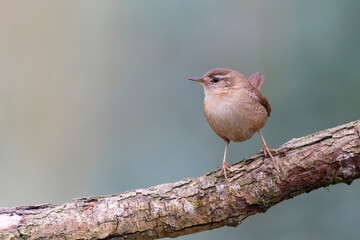 Wren Troglodytes troglodytes perching on a branch