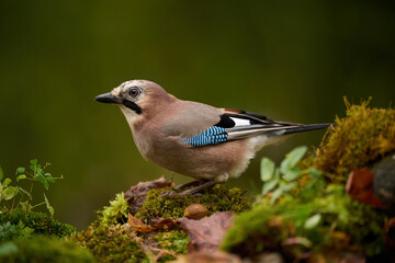 Eurasian jay (Garrulus glandarius)