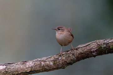 Wren Troglodytes troglodytes perching on a branch