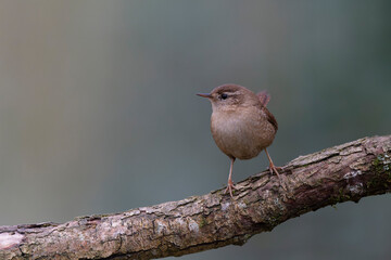 Wren Troglodytes troglodytes perching on a branch