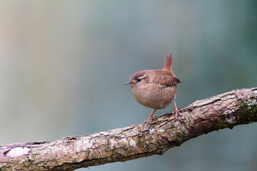 Wren Troglodytes troglodytes perching on a branch