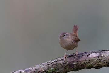 Wren Troglodytes troglodytes perching on a branch