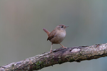Wren Troglodytes troglodytes perching on a branch